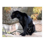 Jaguar black4x6 postkarten