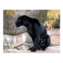 Jaguar black4x6 postkarten
