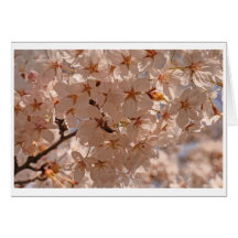 Japanese cherry blossom greeting card without text karten