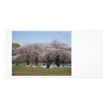 Japanese Sakura フォトグリーティングカード