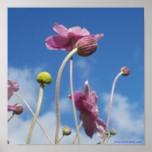 Japanische Anemone Plakatdrucke