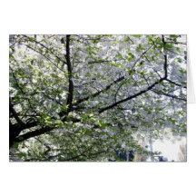 Japanischer Kirschbaum-leere Karte