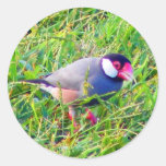 Java-Spatz im Gras in Hawaii Sticker