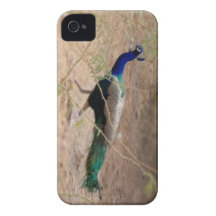 Jaywalking Pfau iPhone 4 Etuis