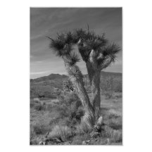 Joshua-Baum-Wald, Utah Kunst Photo