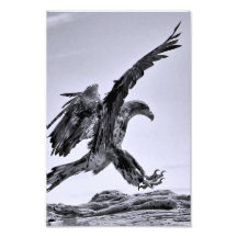 Jugendliche Weißkopfseeadler-Landung - Kunstdruck Foto
