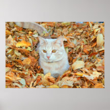 Junge Katze im Herbstlaubplakat