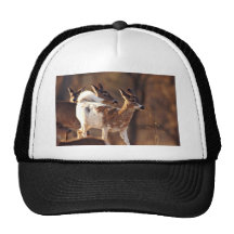 Junge Piebaldrotwild Kultcaps