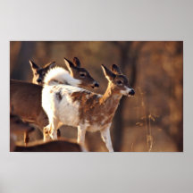 Junge Piebaldrotwild Poster