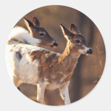 Junge Piebaldrotwild Runde Sticker