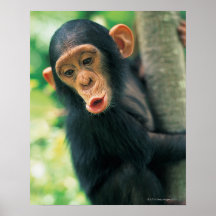 Junger Schimpanse (Pantroglodytes) Plakatdruck