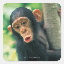 Junger Schimpanse (Pantroglodytes) Sticker
