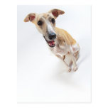 Junges whippet postkarten