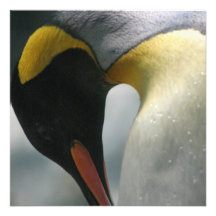 Kaiser-Pinguin-Einladungen