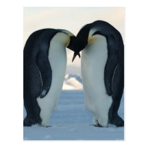Kaiser-Pinguin-Umwerbung Postkarten
