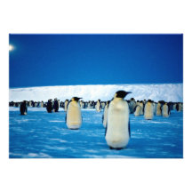 Kaiser-Pinguine durch Mondschein, die Antarktis Individuelle Einladungen