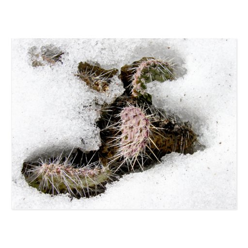 Kaktus im Schnee Postkarte