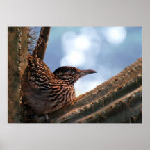 KaktusRoadrunner Plakatdrucke