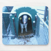 Kalb in Cornwall Mousepads