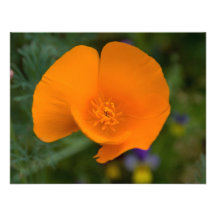 Kalifornien-Mohnblume Einladungskarten