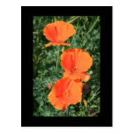 Kalifornien-Mohnblumen-Blumen-Postkarte