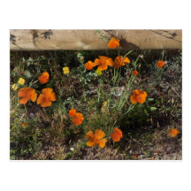 Kalifornien-Mohnblumen Postkarte