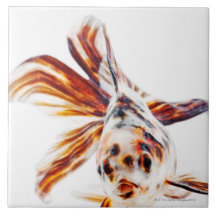 Kalikofantail-Kometen-Goldfisch (Carassius Kachel