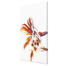 Kalikofantail-Kometen-Goldfisch (Carassius Gespannter Galerie Druck