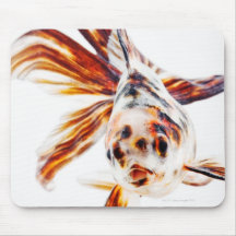 Kalikofantail-Kometen-Goldfisch (Carassius Mauspads