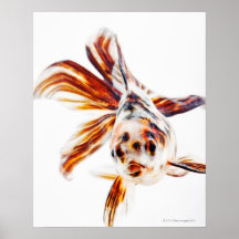 Kalikofantail-Kometen-Goldfisch (Carassius Posterdrucke