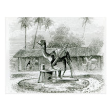 Kamel-Mühle, 'von den Reisen in Africa Postkarten