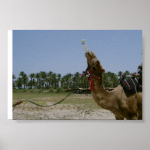 Kamel-Trinkwasser Plakatdruck