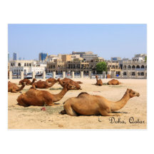 Kamele in Doha Postkarte