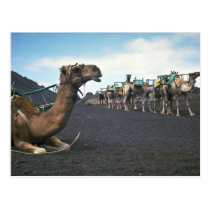 Kamele, Lanzarote postkarten