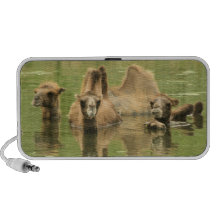 Kamele Yum iPod Lautsprecher