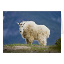 Kanada, Alberta, Jaspis-Nationalpark, Grußkarten