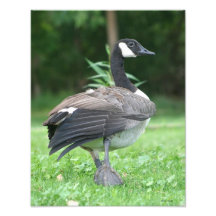 Kanada-Gans-Weg Foto