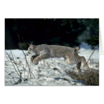 Kanada-Luchs, der, springend auf Schnee springt karten