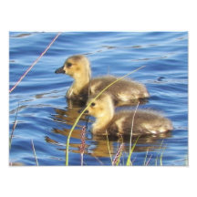 kanadischer GänschenPhotoprint der Gans-10X14