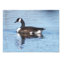 Kanadischer GansPhotoprint