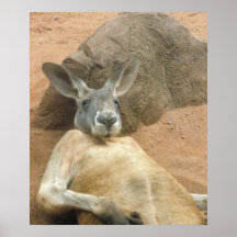 Känguru-kühlendes Plakat