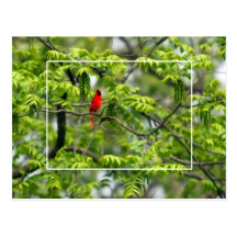 Kardinal in einem Honig-Heuschrecken-Baum Postkarten