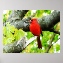 Kardinal Plakate