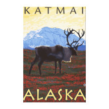 Karibu-Szene - Katmai, Alaska Leinwanddrucke