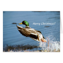 Karten-/Stockenten-Ente
