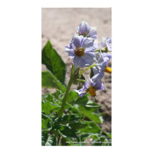 Kartoffel-Blume Photokarten