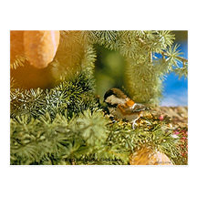 Kastanie unterstützte Chickadee-Postkarte