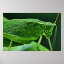 Katydid Plakatdrucke