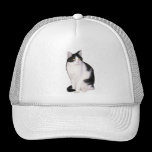 Katze 12, Hut kappen