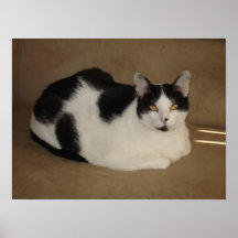 Katze auf einer Couch Poster
